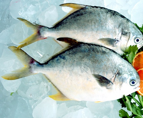 golden pompano （Trachinotus Blochii）